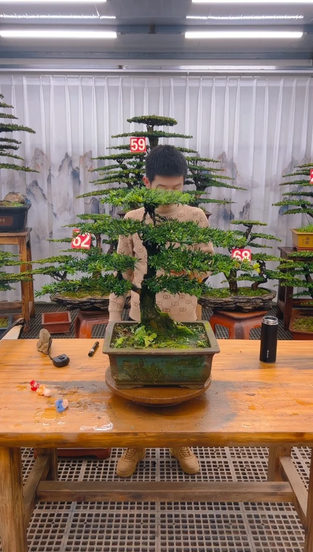 【闪购商品】紫砂精品盆景直播间一物一拍