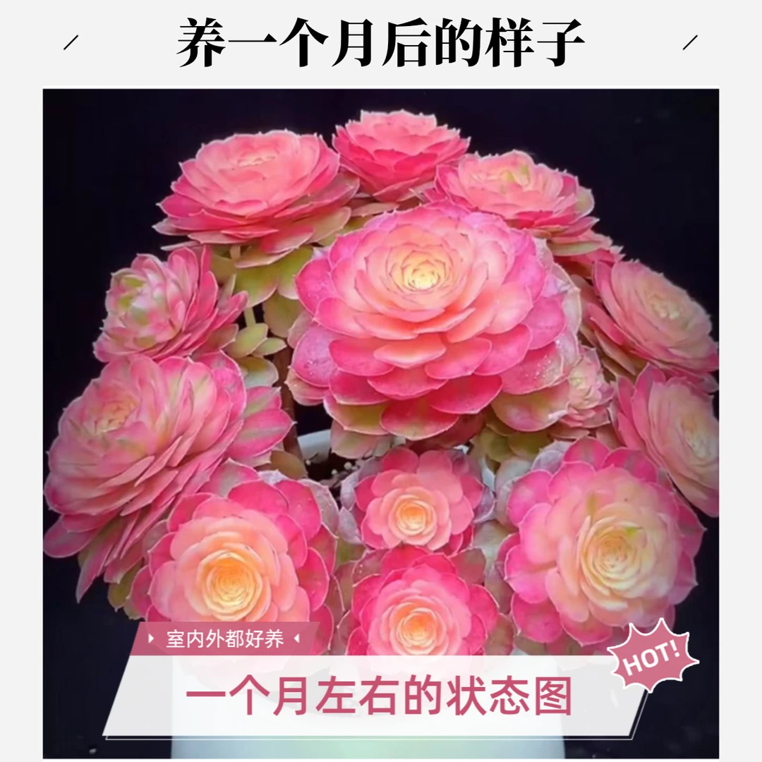 【国庆节福利】小香妃女王（6个头起） 不褪色 居家必备 多肉植物