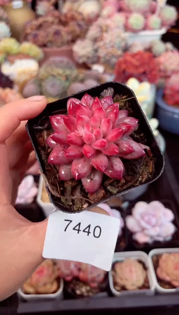 【闪购商品】7440单头金鱼姬多肉