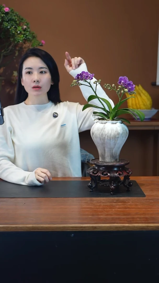 全部花朵蝴蝶兰盆景盆景盆景