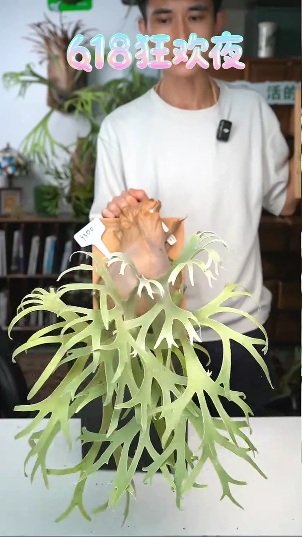 不开花植物D568-月光L成株