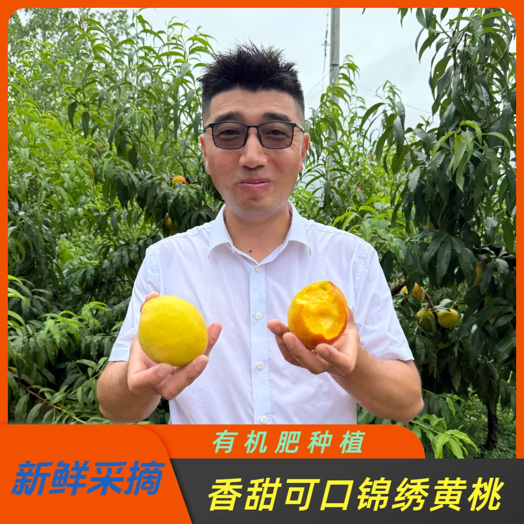【有机肥种植】露天头茬锦绣黄桃 香甜可口  现采现摘