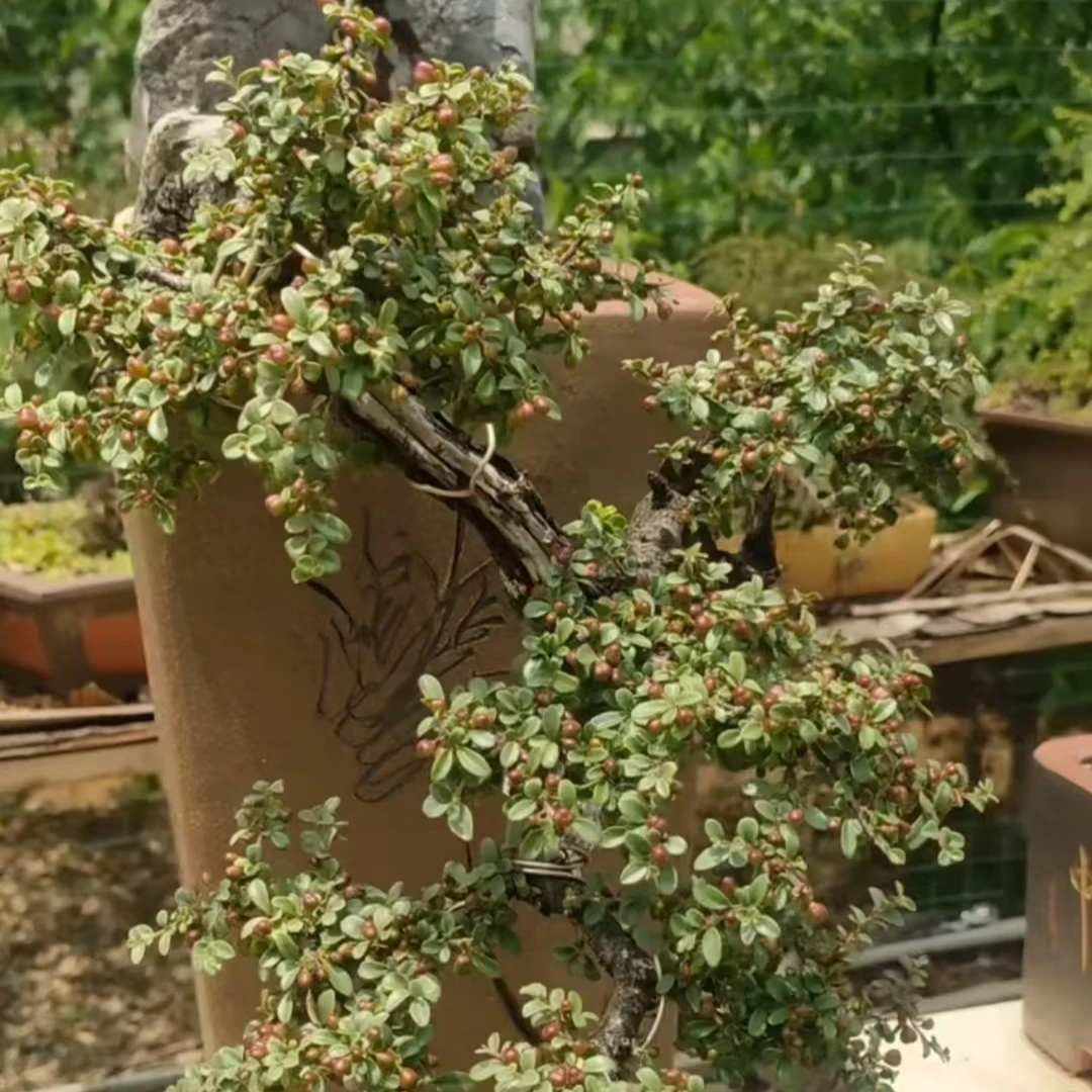 直播专用(非卖品）老鹰刺精品盆栽(绿植养护有风险请谨慎下单)