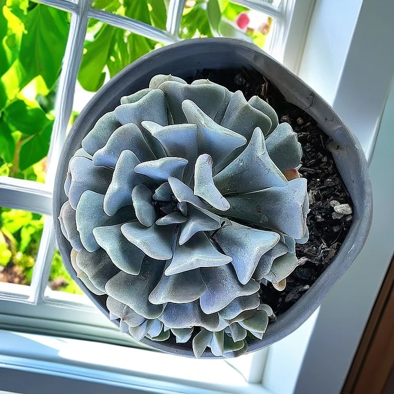 雪惊灵 ）星花怒放猴哥 多肉阳台植物