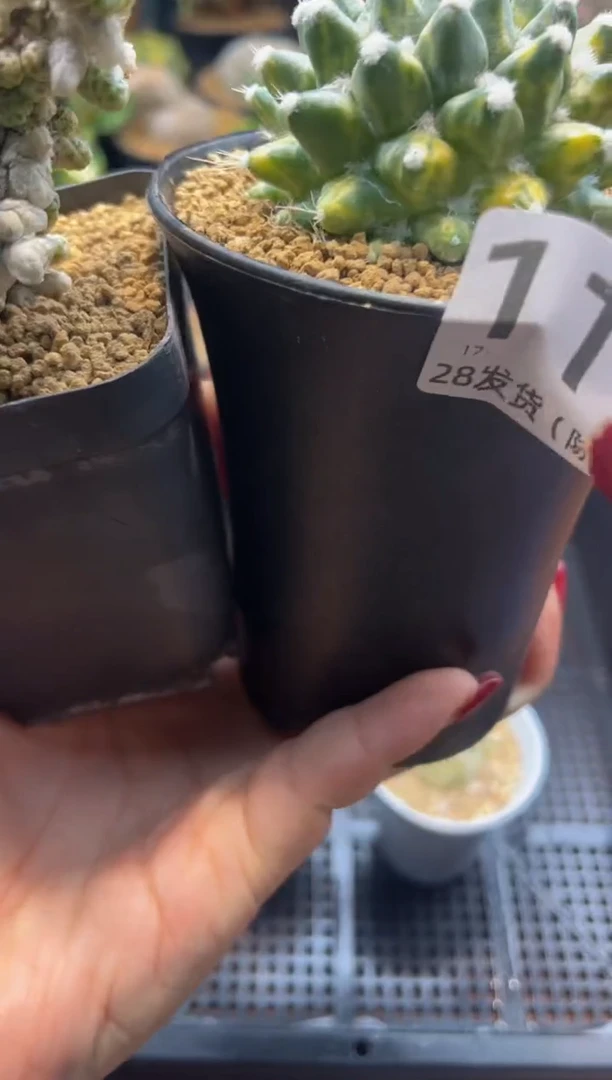 ?****?霸道姐专拍两颗带盆