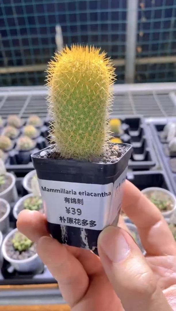 【闪购商品】有绵刺FA-6110