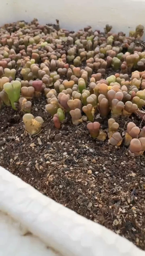 多肉植物肉锥脱土发31-187