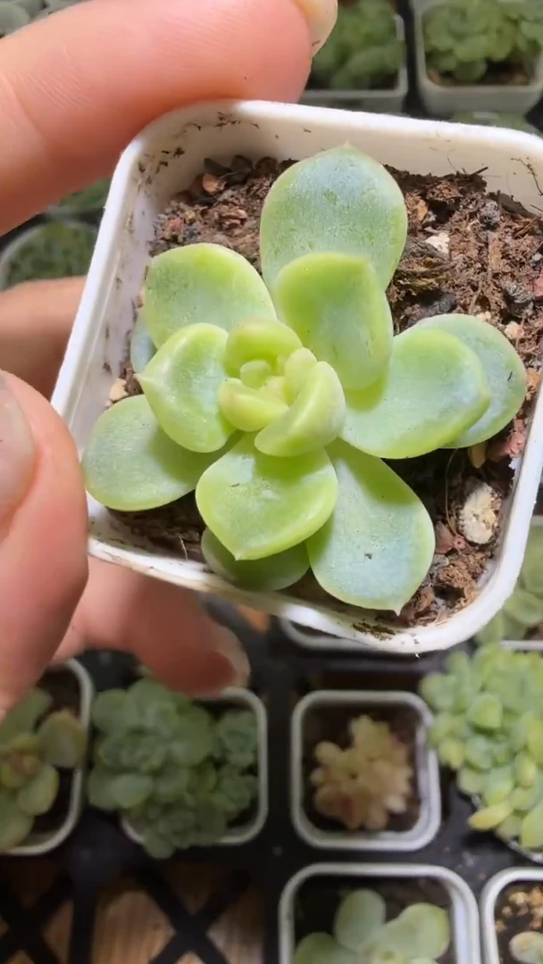 1269  仙橘多肉植物