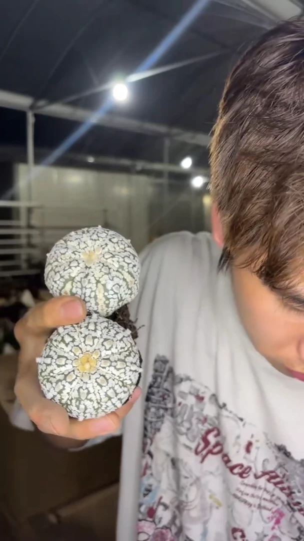 2颗【精品】超浓白兜 4-6cm 实生根