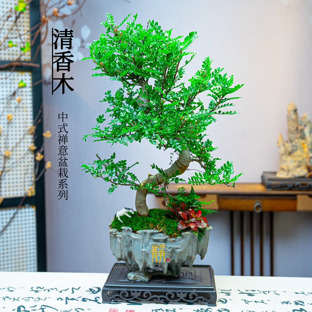 老桩游龙盆景清香木驱蚊驱虫进化空气四季常青室内绿植盆栽