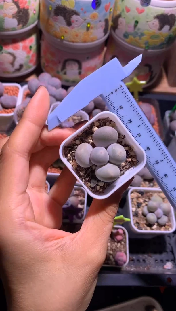 韩国米可奶酪多肉砍头