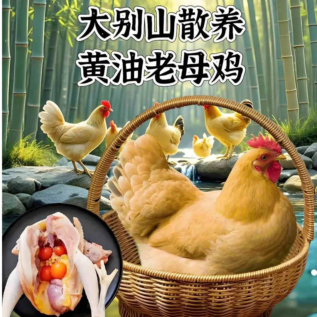 大别山农家散养两年黄油老母鸡