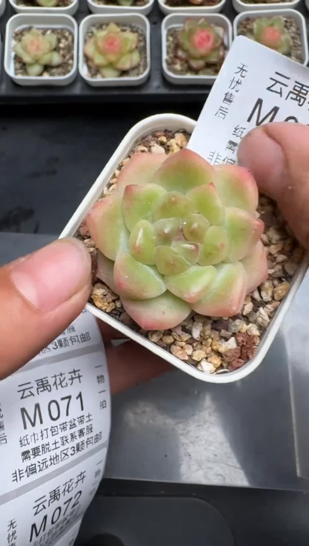 069M当天拍3颗包柚 带盆土纸巾打包 云禹花卉 珍妮多肉植物