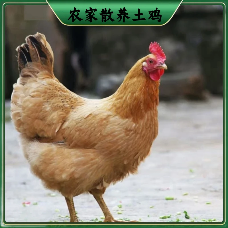 【富贵家】 买一送一  放养2年黄油老母鸡 到手2只净重共5斤 带内脏