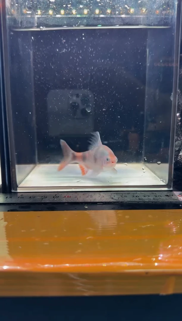海水鱼红尾绿荧光
