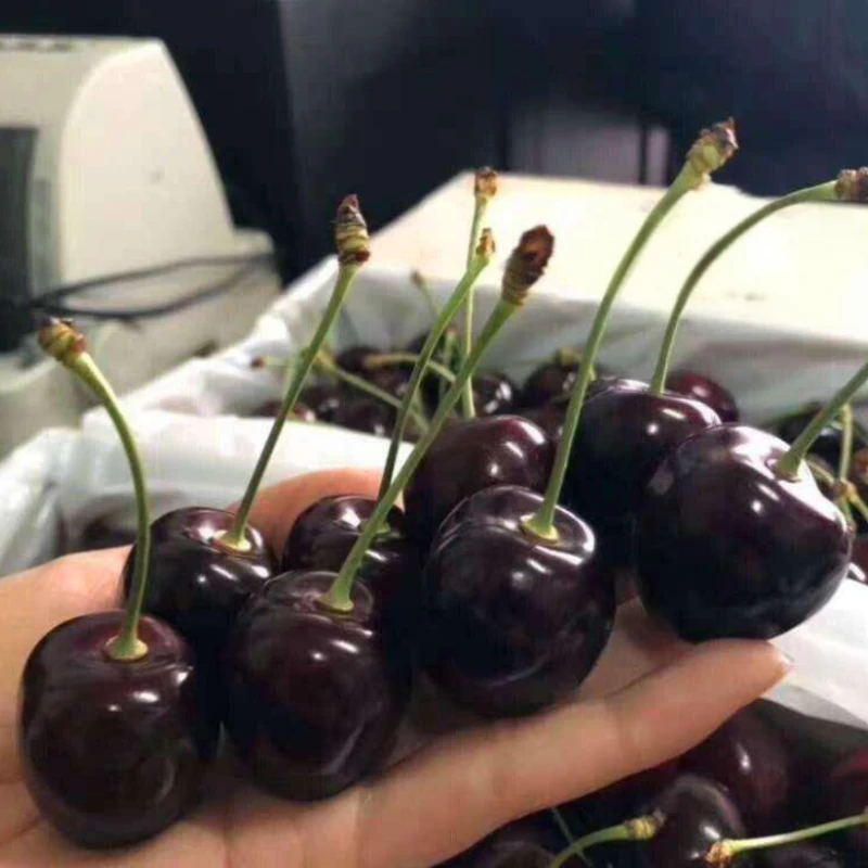 【绿野大叔】智利海运科迪亚Kordia车厘子3JJJD原箱5斤 内附果径卡