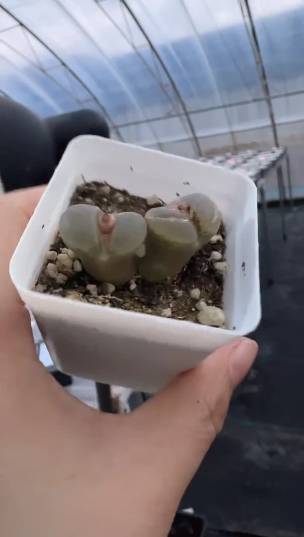 ?****✨27-39多肉植物肉锥