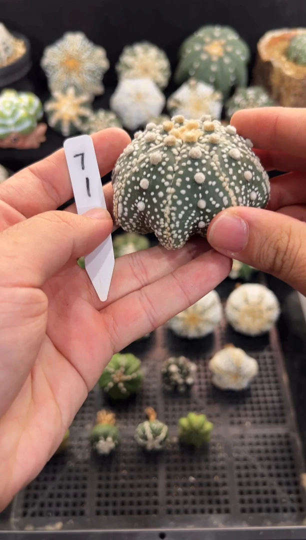 海星毛羽里不含盆土实生编码71
