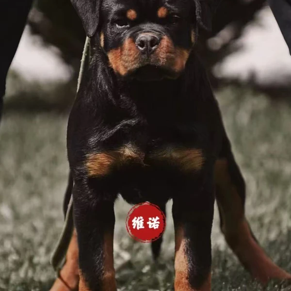 维诺罗威纳犬舍宠物狗狗高级宠物伴侣犬大型犬宠物看家护院陪伴