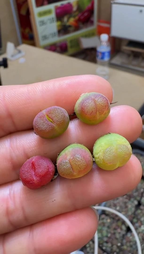 90疯狂的多肉石头雪茄一颗