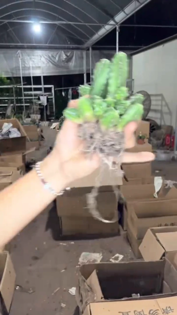 多头 桃太郎【带根】