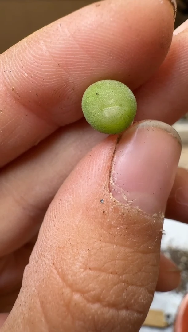 多肉植物肉锥4-389