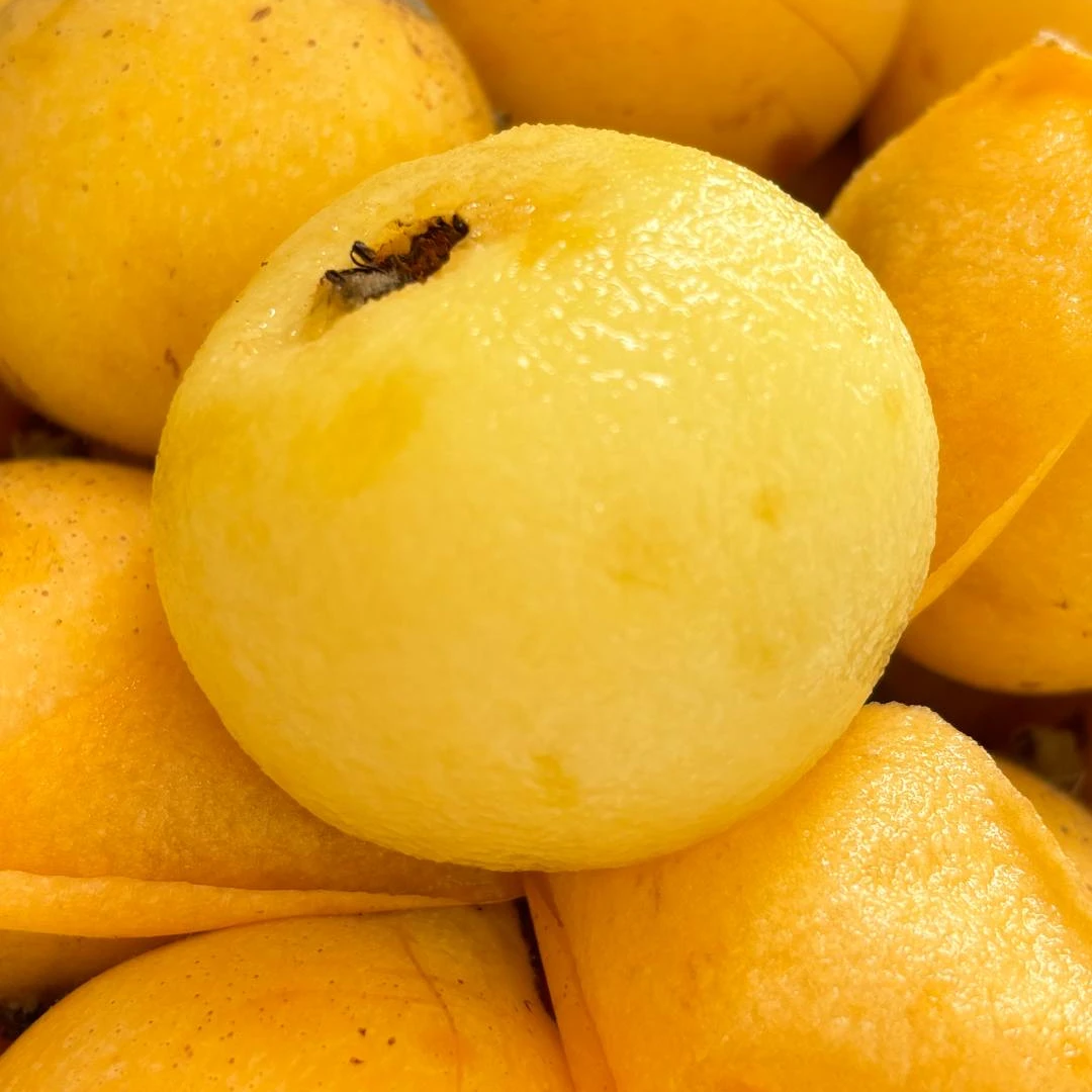 【贵妃枇杷】万州贵妃（白玉）枇杷树上成熟，产地直发