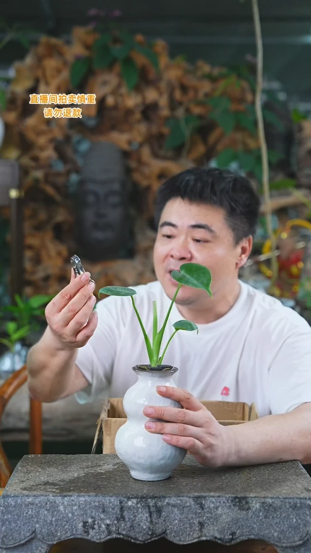 当前无花栽培后可以开花238H龟背+