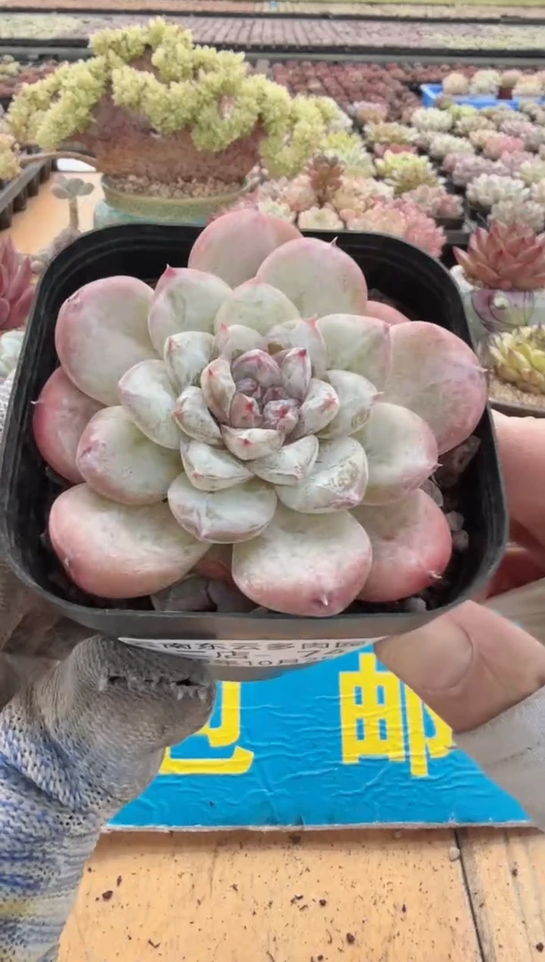 东云多肉园二店-74
