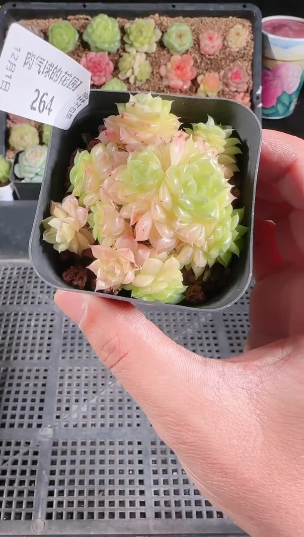 1201-264多肉群生不包整