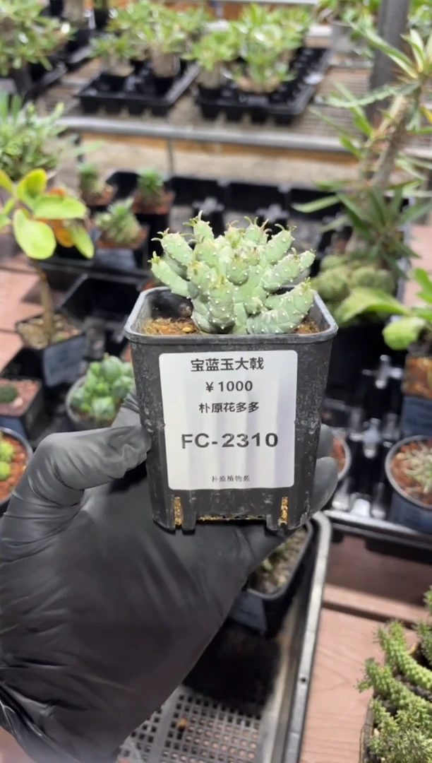 宝蓝玉大戟FC-2310