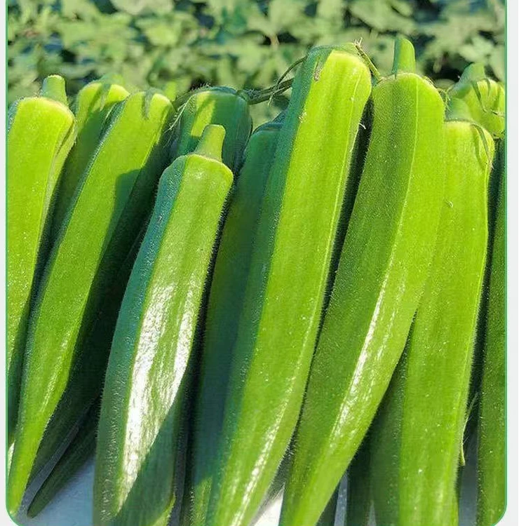 黄秋葵种子 花大黄色  嫩叶可食用  种植简单