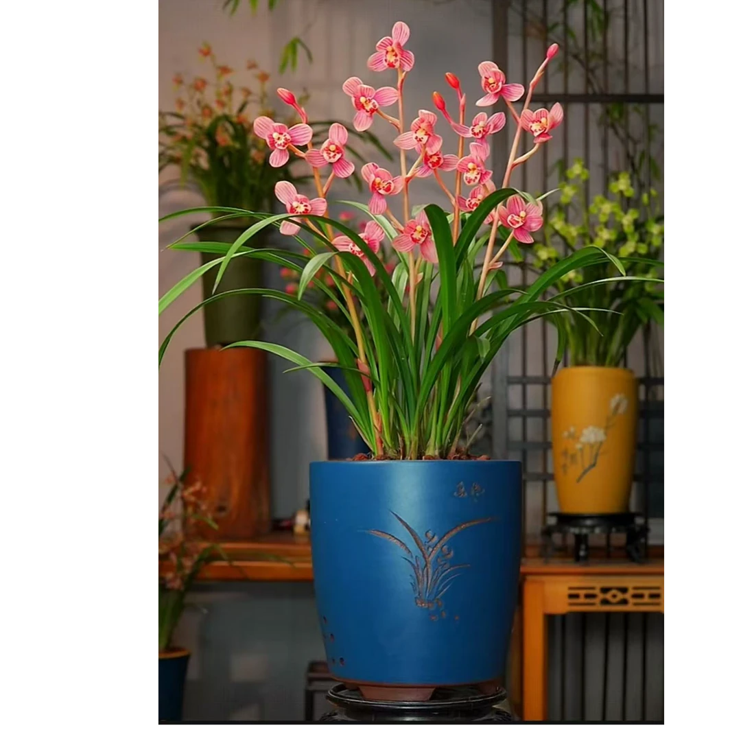 建兰荷瓣铭品【粉玉芙蓉】带花包浓香宜兴紫砂花盆室内浓香盆景