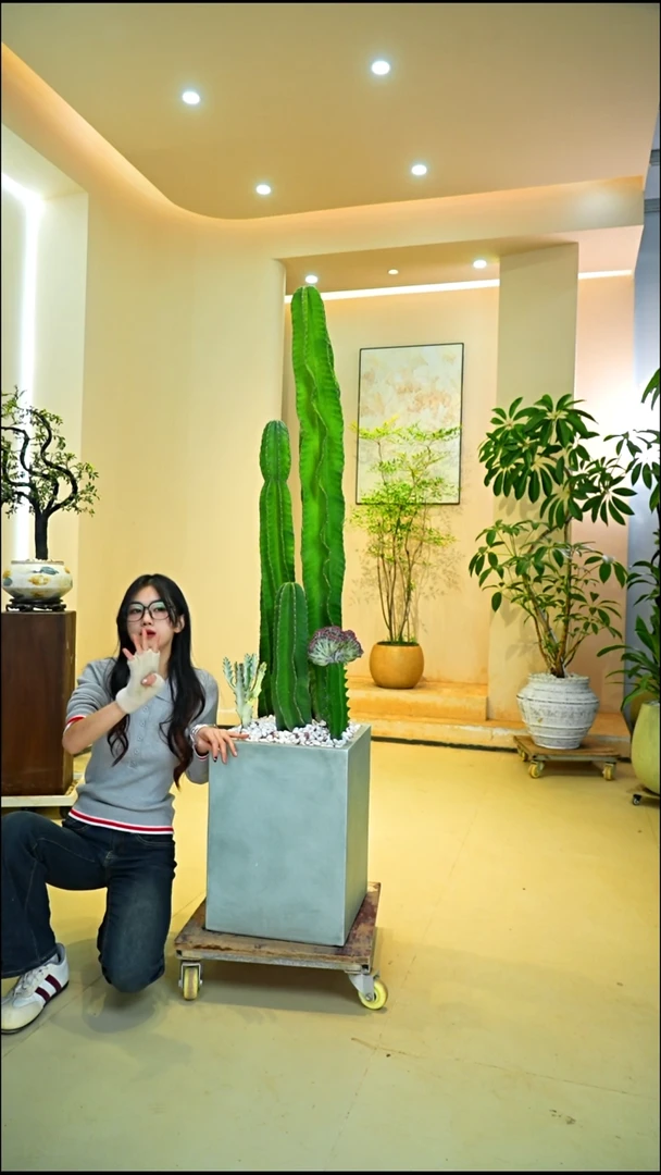 不开花植物H*量天尺