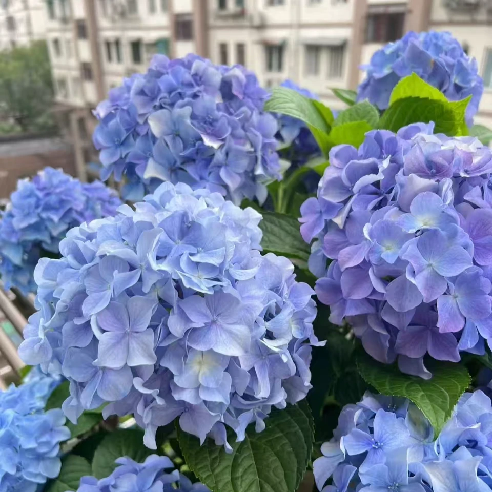 【易多梦幻】绣球多年生多季开花盆栽庭院阳台易养护