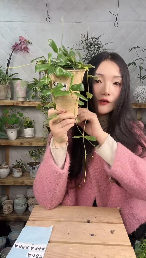 无花朵442小方叶球兰加盆一套75