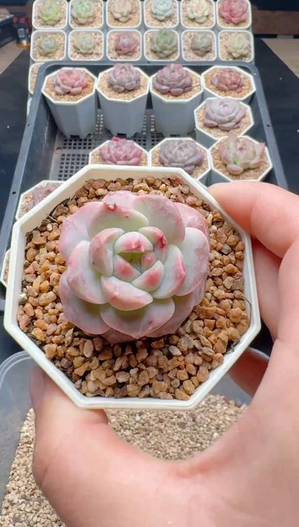 【闪购商品】402A多肉带盆土6.5杯当天拍3颗包柚