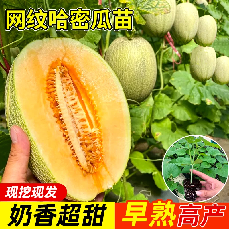 正宗超甜哈密瓜苗秧子南方新疆哈密瓜网纹甜瓜苗香瓜苗春季蔬菜苗