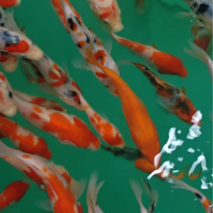 8-12cm锦鲤苗一尾