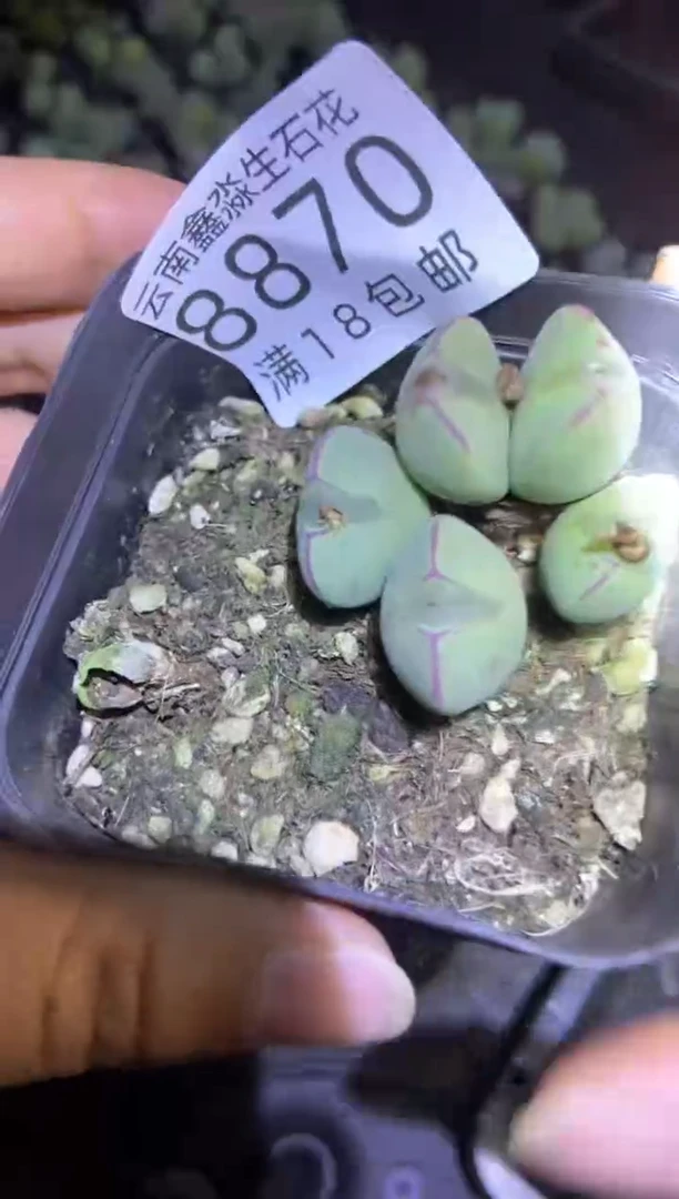 【闪购商品】8870特价少将一盒微瑕