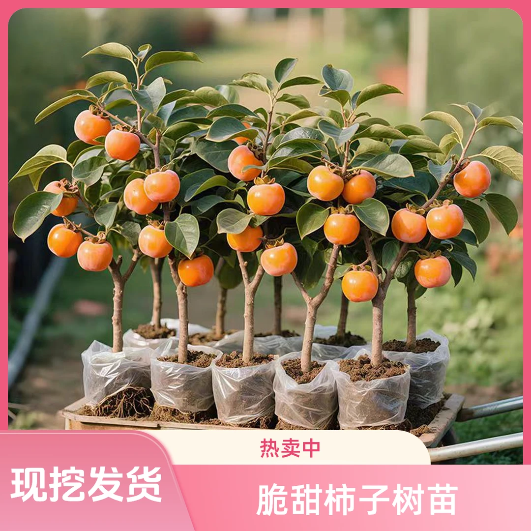 脆甜柿子树苗磨盘火晶柿子树苗嫁接苗当年结果特大南北方种植