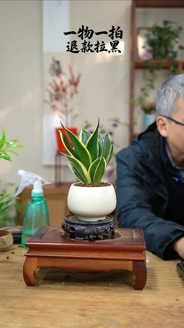 完全开放鹤****1虎皮兰005