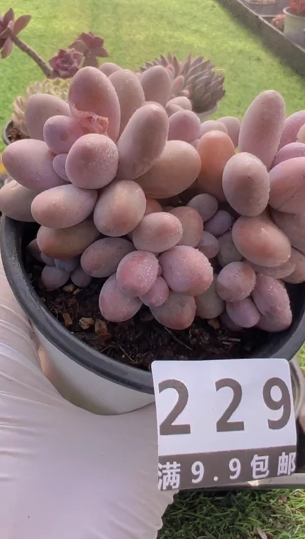 【闪购商品】信福多肉一物一拍