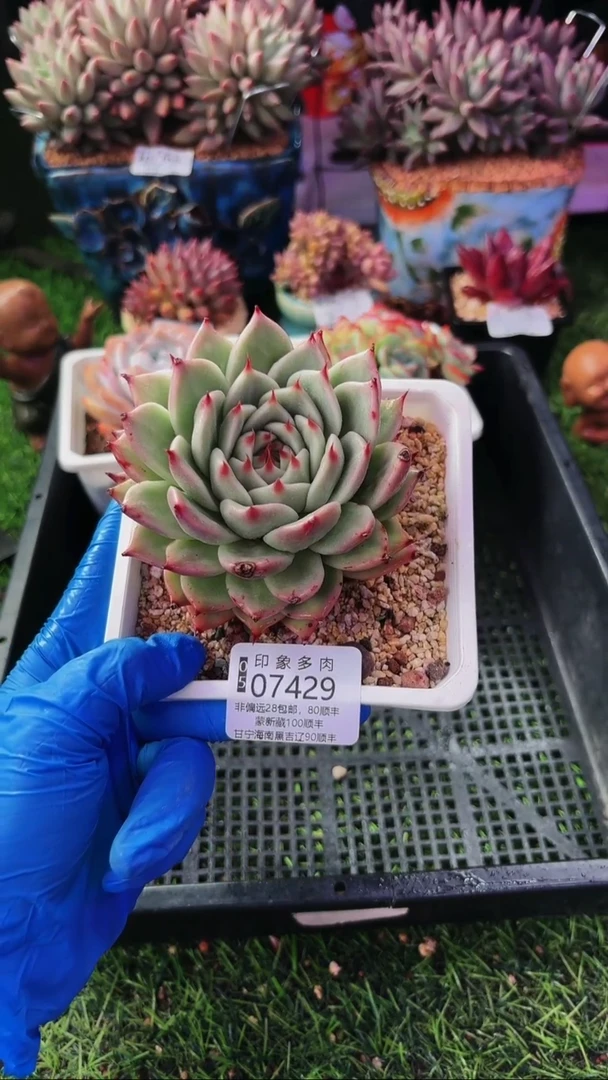 昆明印象多肉07429