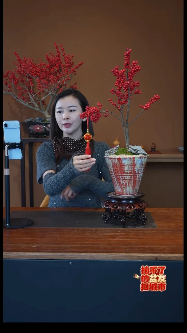 全部花朵冬青盆景盆景