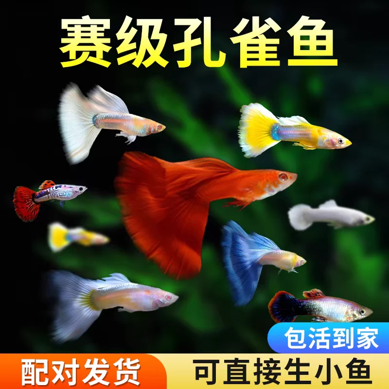 【大全家福】20条小型热带观赏鱼5个品种新手好养孔雀鱼推荐