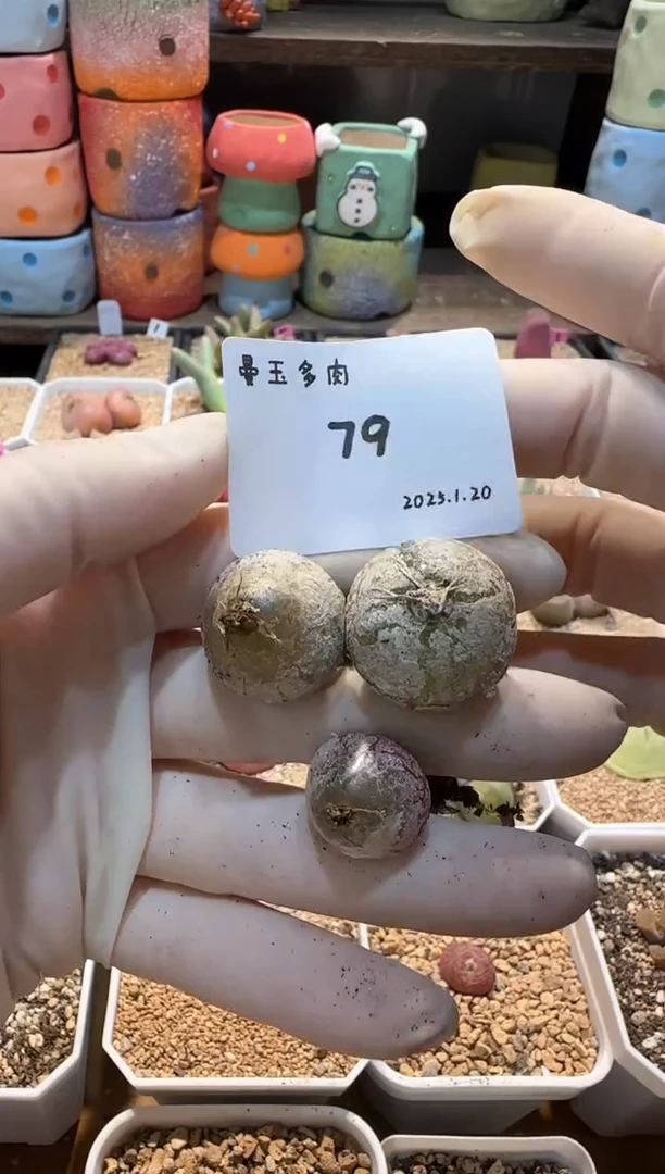 【闪购商品】25.1.20-79二景