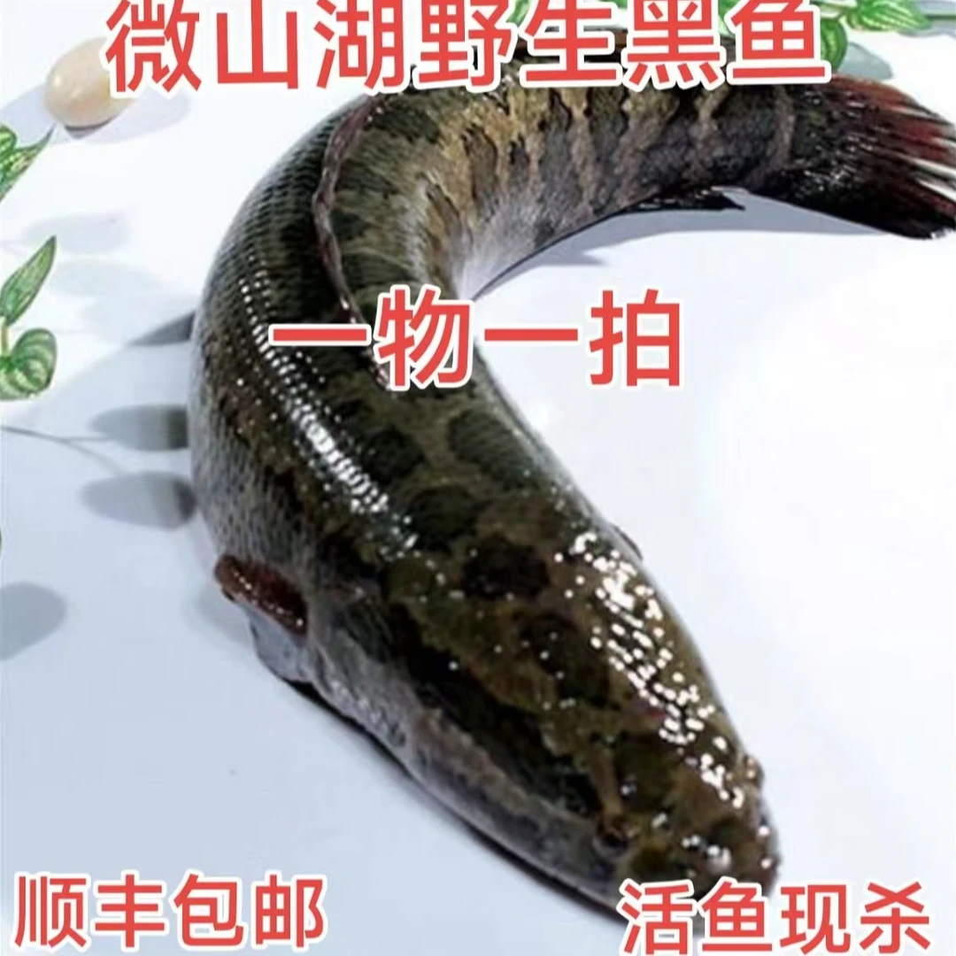 微山湖野生黑鱼(一物一拍）（3斤起拍）