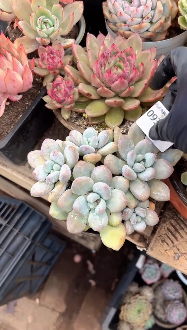 燕*?多肉植物一物一拍09342