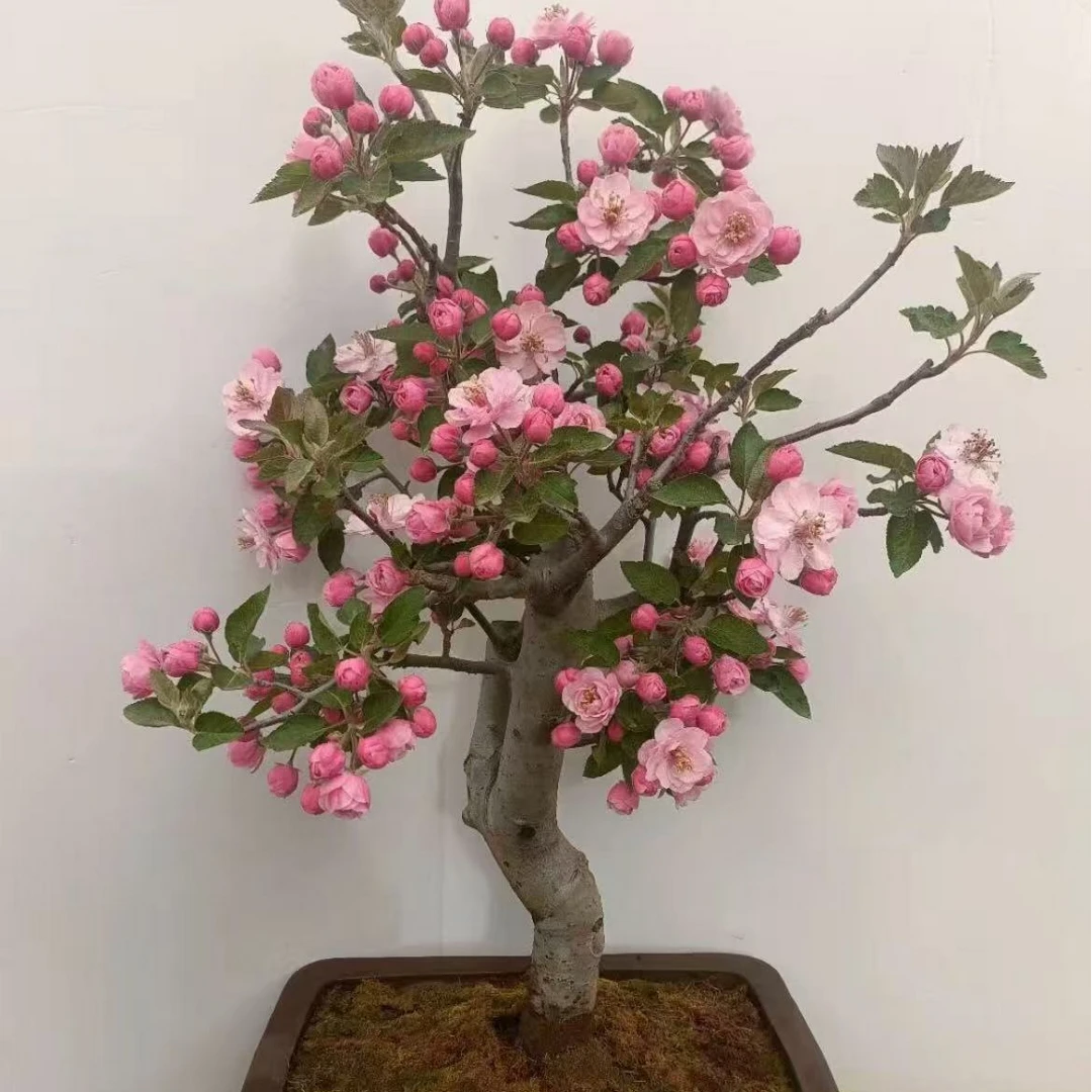 海棠花名品，白兰地，开花重瓣，有香味